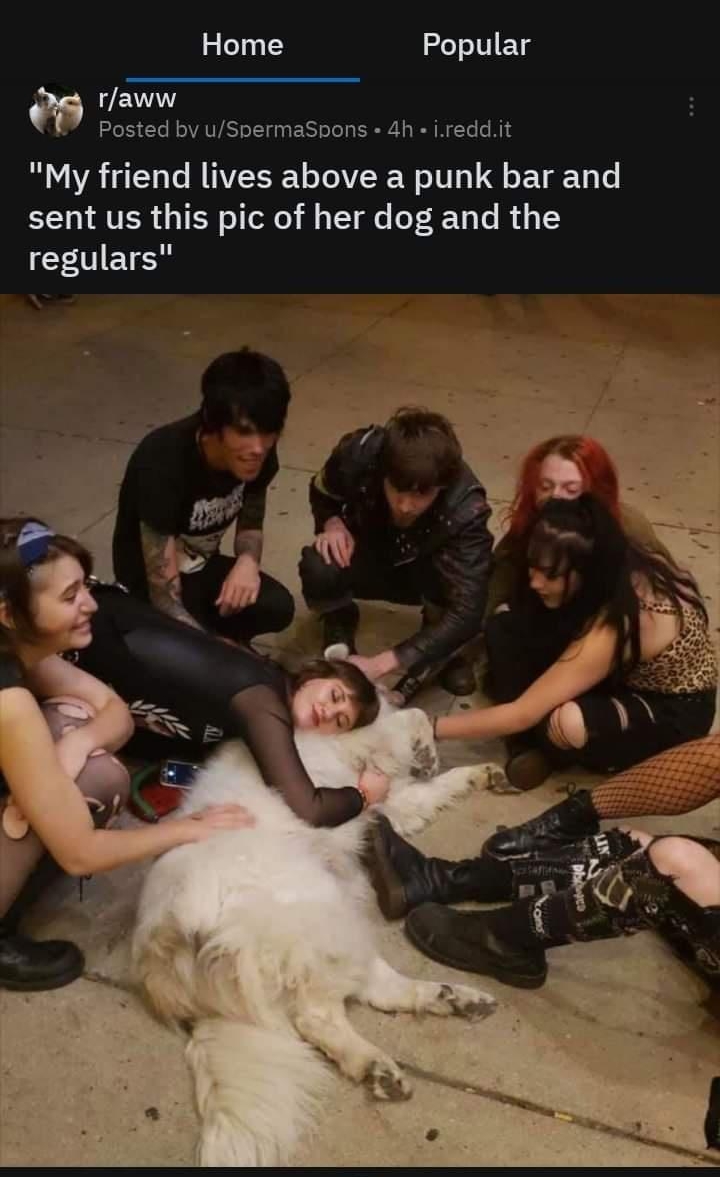 Home Popular m eV Posted bv uSpermaSpons 4h ireddit My friend lives above a punk bar and sent us this pic of her dog and the CENIETC