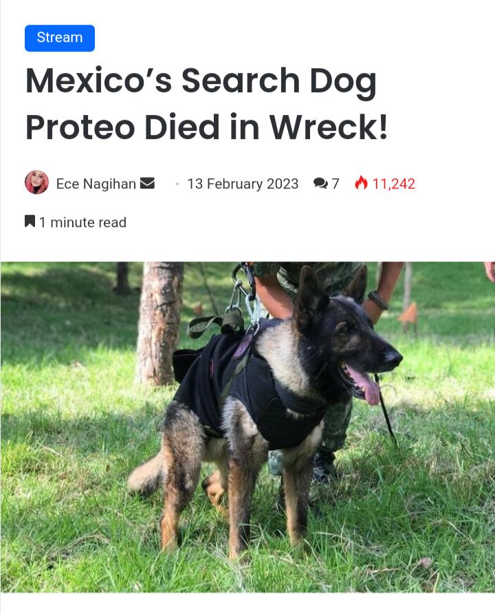 Mexicos Search Dog Proteo Died in Wreck EceNoginan 13February2023 W7 11242 M1 minute read