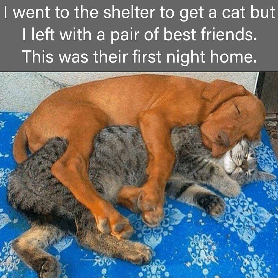 RIS R R I CT o X o T Wor 18 oV 4 left with a pair of best friends This was their first night home