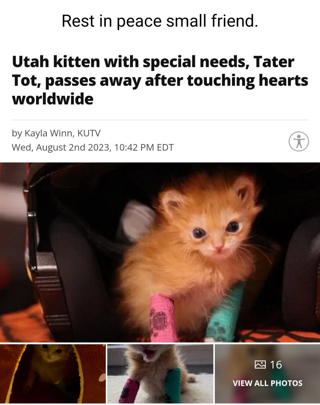 Rest in peace small friend Utah kitten with special needs Tater Tot passes away after touching hearts worldwide R VIEW ALL PHOTOS