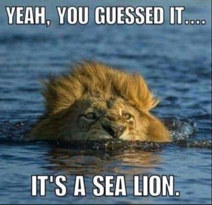 YEAH, YOU GUESSED IT.... IT'S A SEA LION.