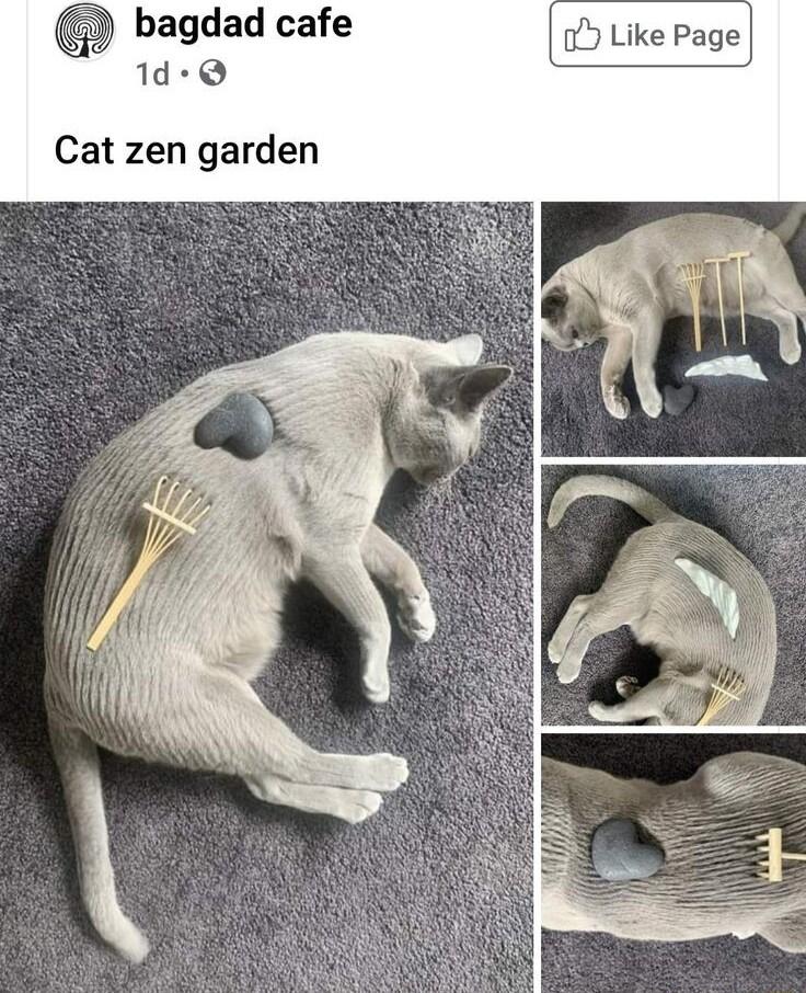 bagdad cafe Y Like Page 1d Q Cat zen garden