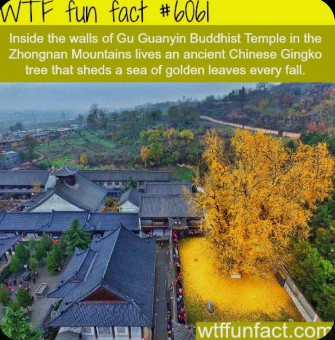 Inside the walls of Gu Guanyin Buddhist Temple in the Zhongnan Mountains lives an ancient Chinese Gingko tree that sheds a sea of golden leaves every fall.