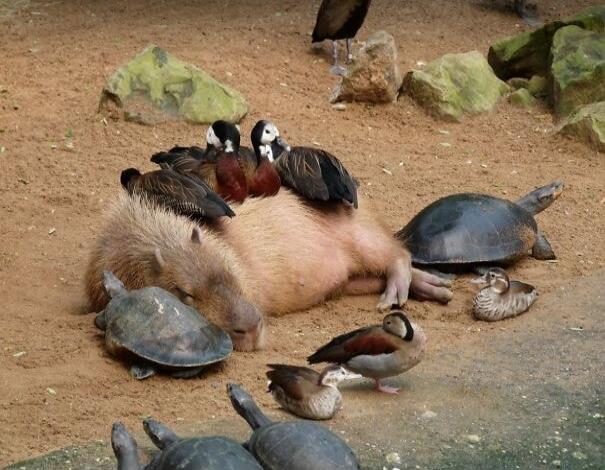 A pig lying on the ground with several turtles nearby and several birds perched on its back.