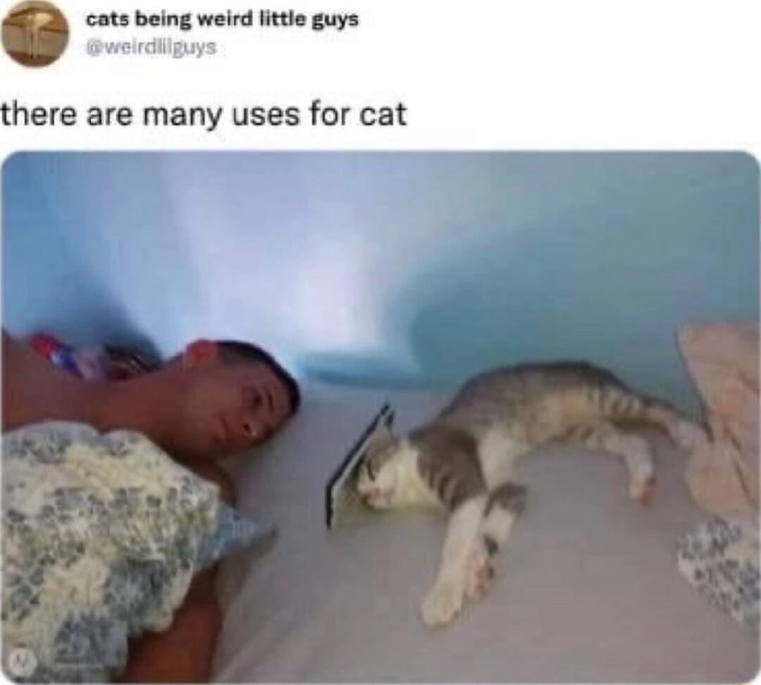 S cots being weird little guys weirdilguys here are many uses for cat