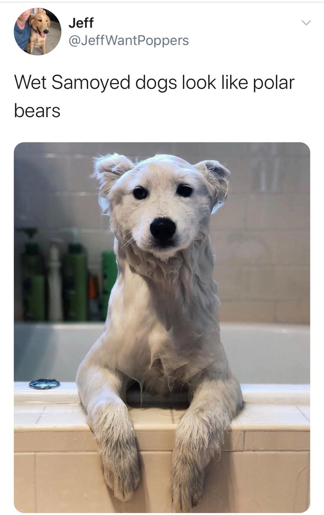 Jeff JeffWantPoppers Wet Samoyed dogs look like polar bears