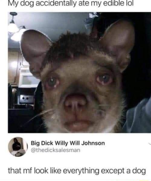 Big Dick Willy Will Johnson that mf look like everything except a dog