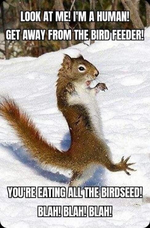 LOOK AT ME! I'M A HUMAN! GET AWAY FROM THE BIRD FEEDER! YOU'RE EATING ALL THE BIRDSEED! BLAH! BLAH! BLAH!