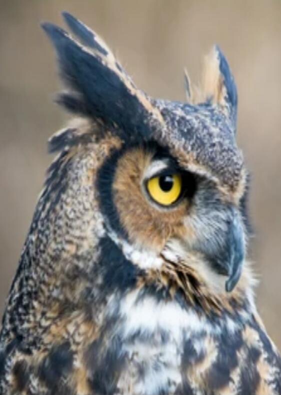 Close-up of an owl with a yellow eye