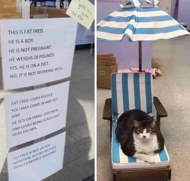 THIS IS FAT FRED HE 15 A BOY HE 5 NOT PREGNANT