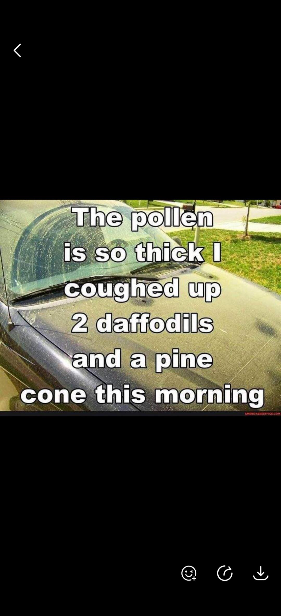 The pollen is so thick I coughed up 2 daffodils and a pine cone this morning