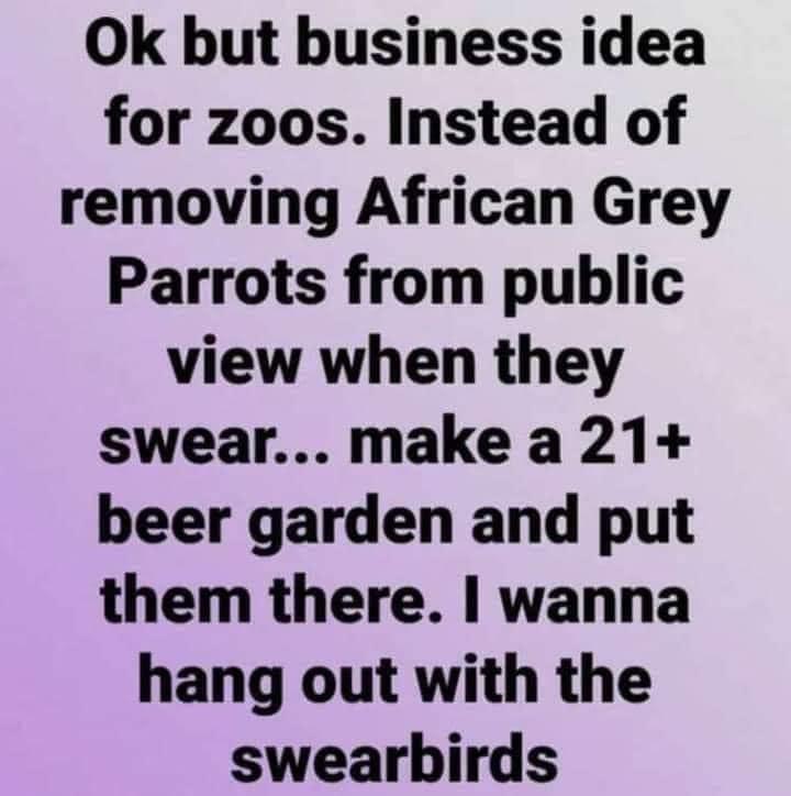 Ok but business idea for zoos Instead of removing African Grey Parrots from public view when they swear make a 21 beer garden and put them there wanna hang out with the swearbirds