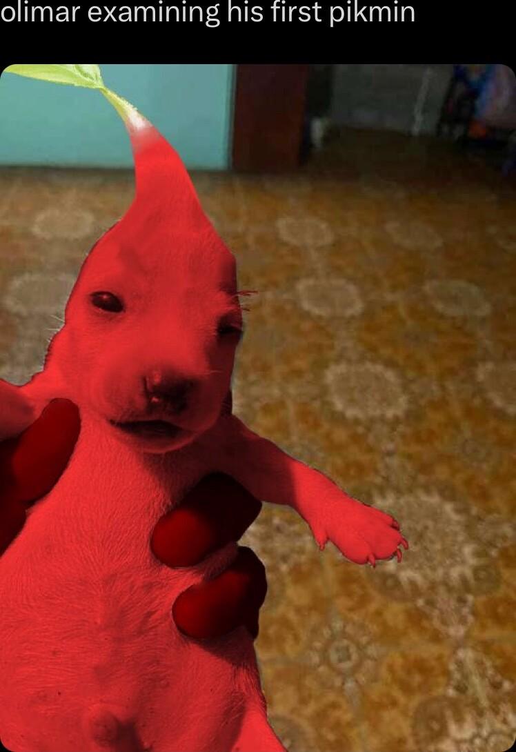 olimar examining his first pikmin