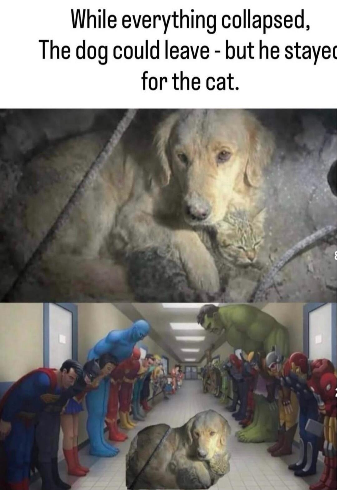 While everything collapsed, The dog could leave - but he stayed for the cat.