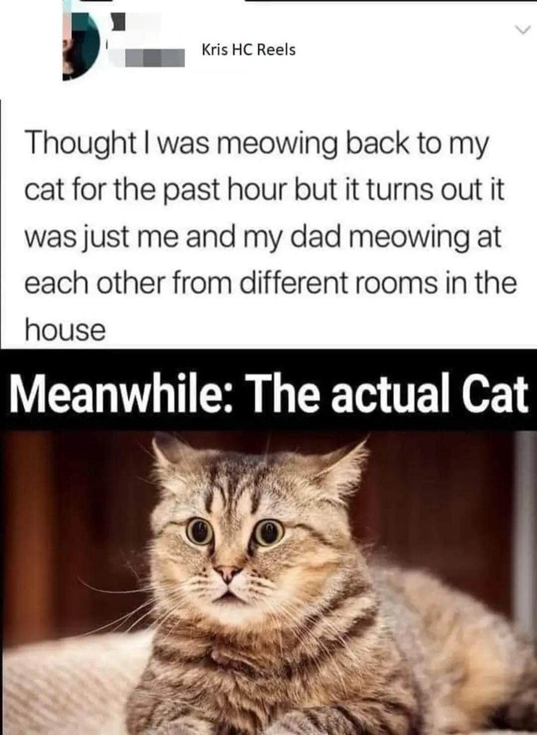 W mmm KrisHCReels Thought was meowing back to my cat for the past hour but it turns out it was just me and my dad meowing at each other from different rooms in the house Meanwhile The actual Cat
