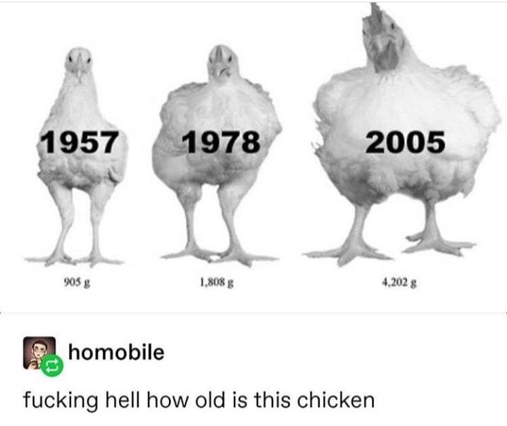 fucking hell how old is this chicken Source empezardexerox