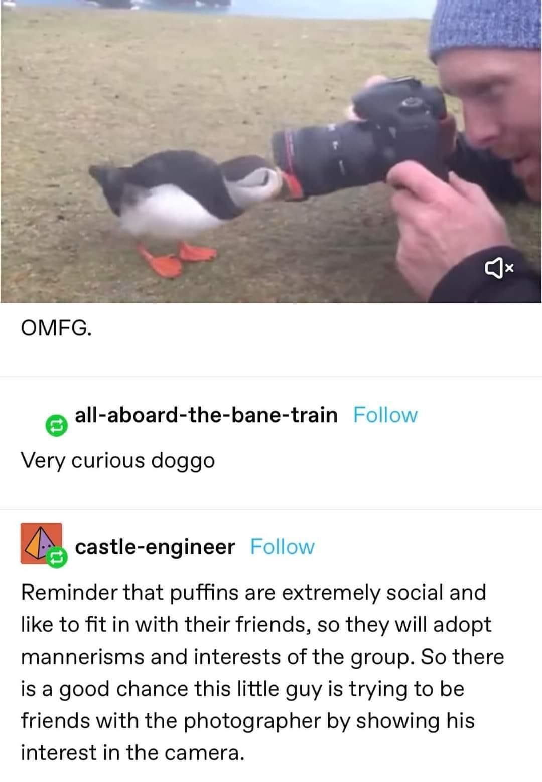 aII abosrd the bane train Follow Very curious doggo hcastle enginesr Follow Reminder that puffins are extremely social and like to fit in with their friends so they will adopt mannerisms and interests of the group So there is a good chance this little guy is trying to be friends with the photographer by showing his interest in the camera