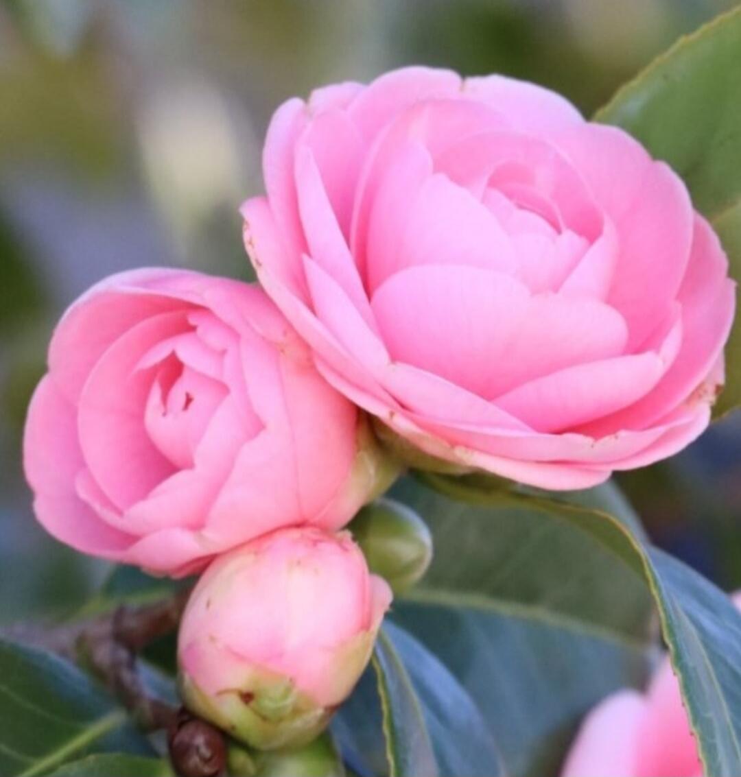 Close-up of two pink camellia flowers and a bud on a branch with green leaves.