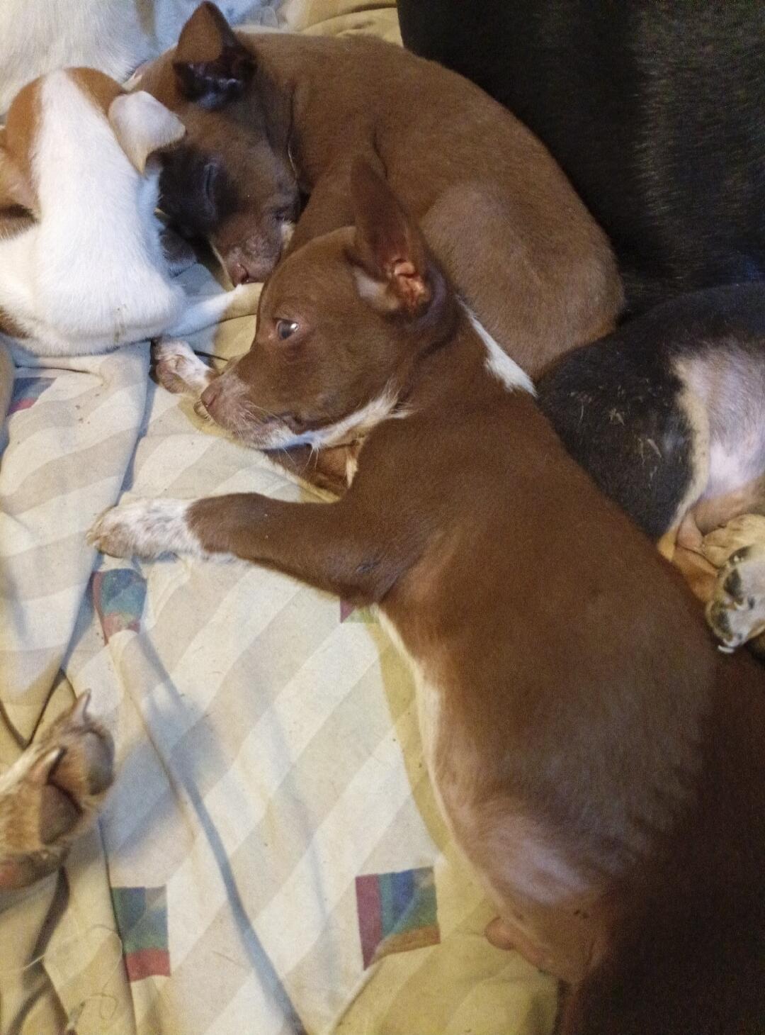 Three small dogs lying on a quilt blanket.