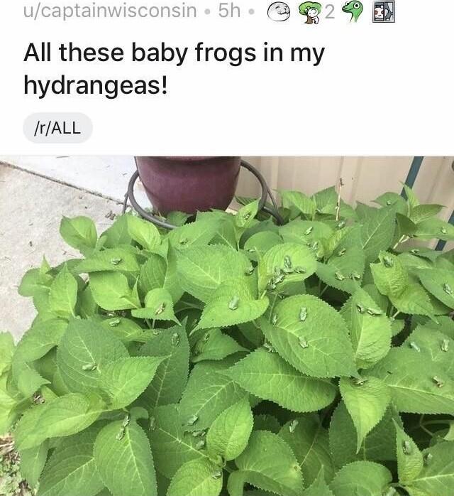 Al Fgr All these baby frogs in my hydrangeas