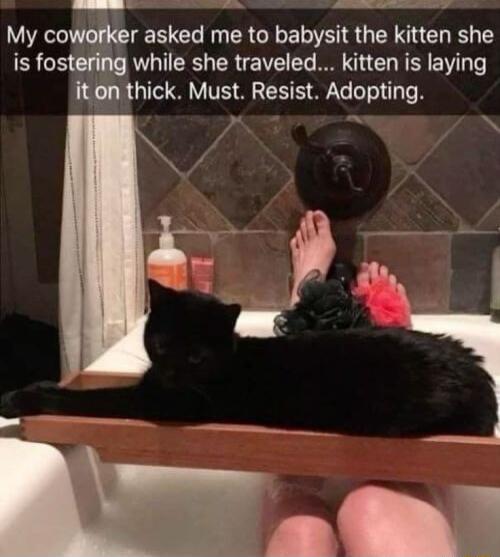 My co er asked me to babysit the kitten she is fostering while she traveled kitten is laying iton thick Must Resist Adopting Ve N