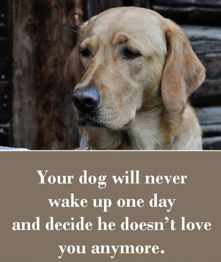 Your dog will never wake up one day and decide he doesn't love you anymore.