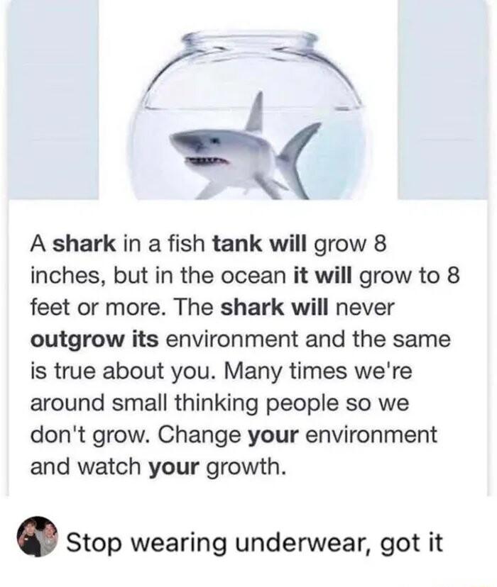 i _ A shark in a fish tank will grow 8 inches but in the ocean it will grow to 8 feet or more The shark will never outgrow its environment and the same is true about you Many times were around small thinking people so we dont grow Change your environment and watch your growth Stop wearing underwear got it