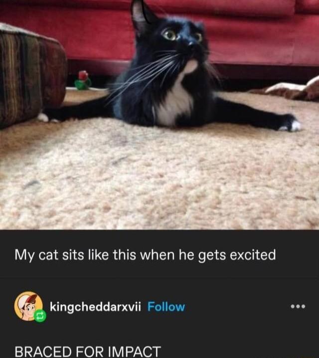 My cat sits like this when he gets excited _ Kingcheddarxvii Follow BRACED FOR IMPACT