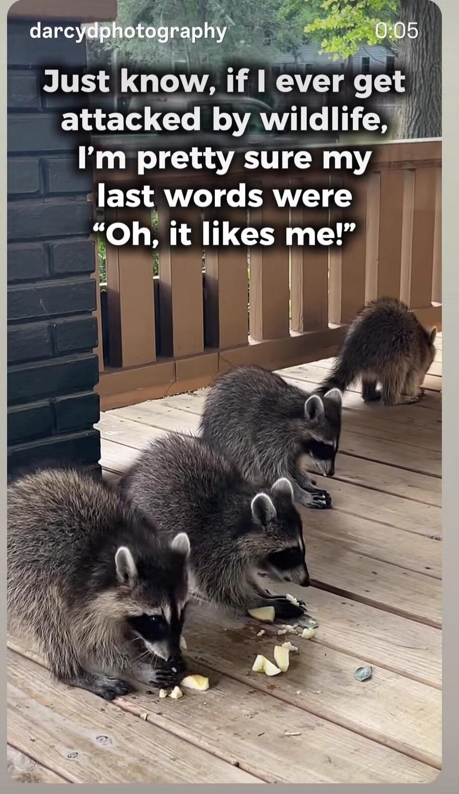 Just know, if I ever get attacked by wildlife, I'm pretty sure my last words were 