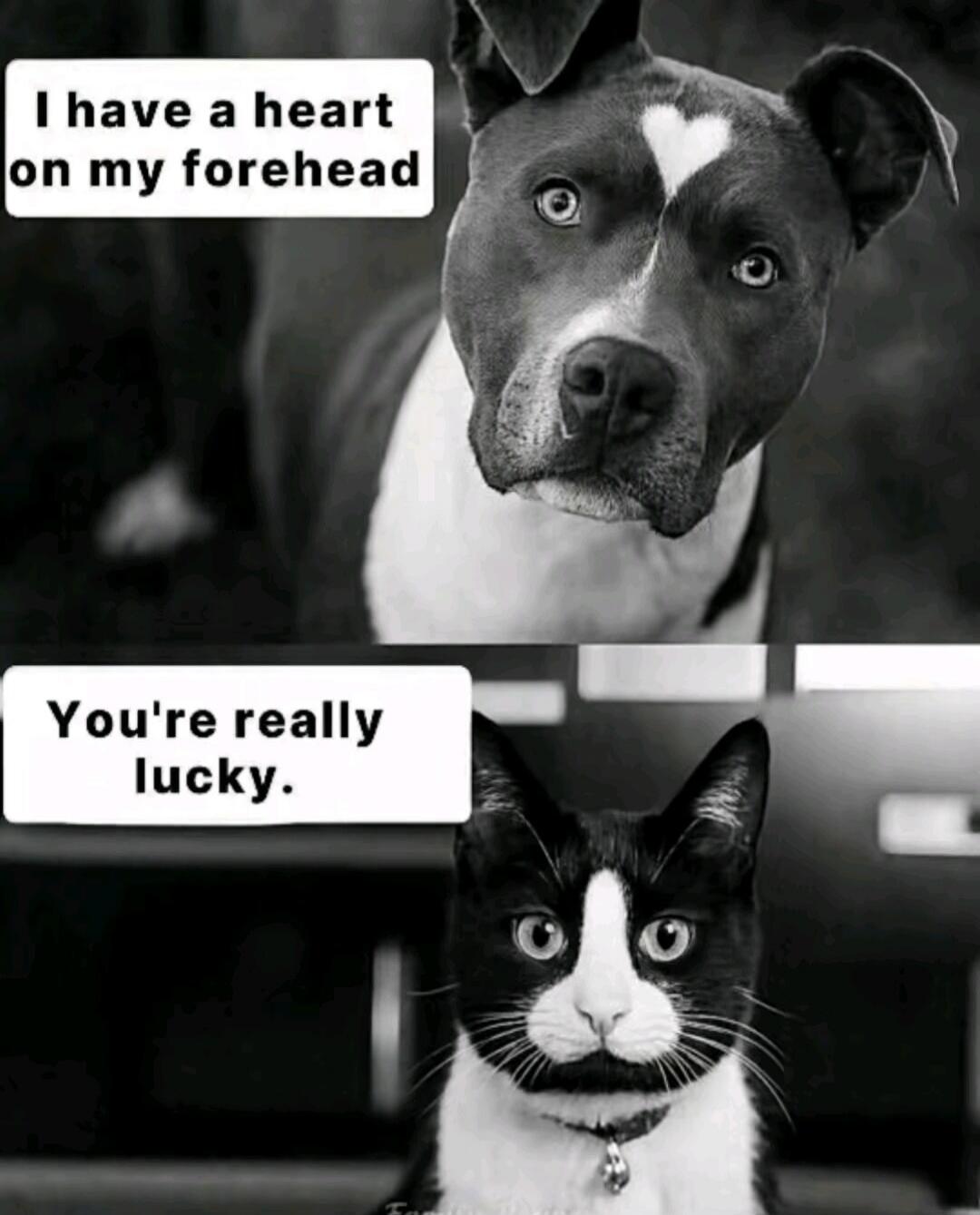 I have a heart on my forehead
You're really lucky.