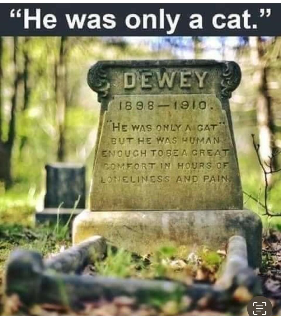 He was only a cat T4