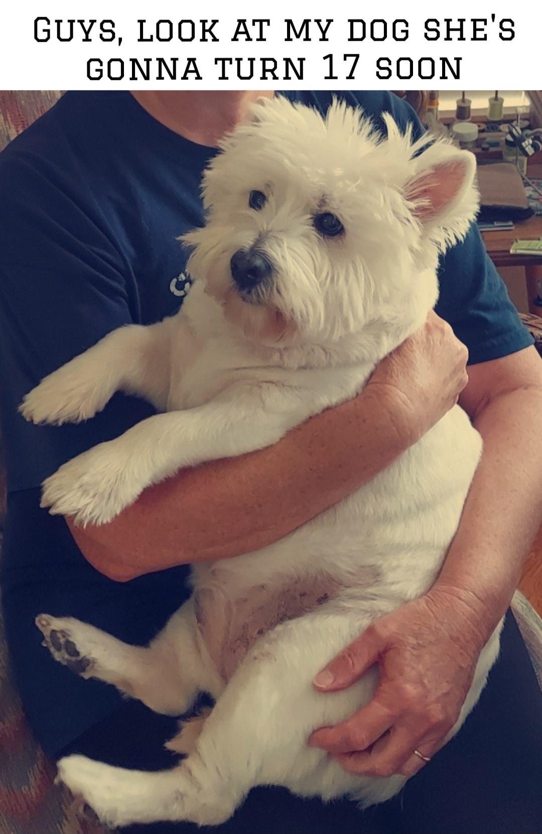 GUYS LOOK AT MY DOG SHES GONNA TURN 17 SOON