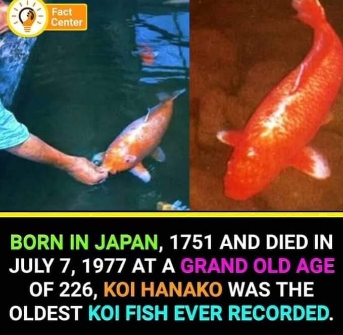 BORN IN JAPAN 1751 AND DIED IN JULY 7 1977 AT A GRAND OLD AGE OF 226 KOl HANAKO WAS THE OLDEST KOI FISH EVER RECORDED