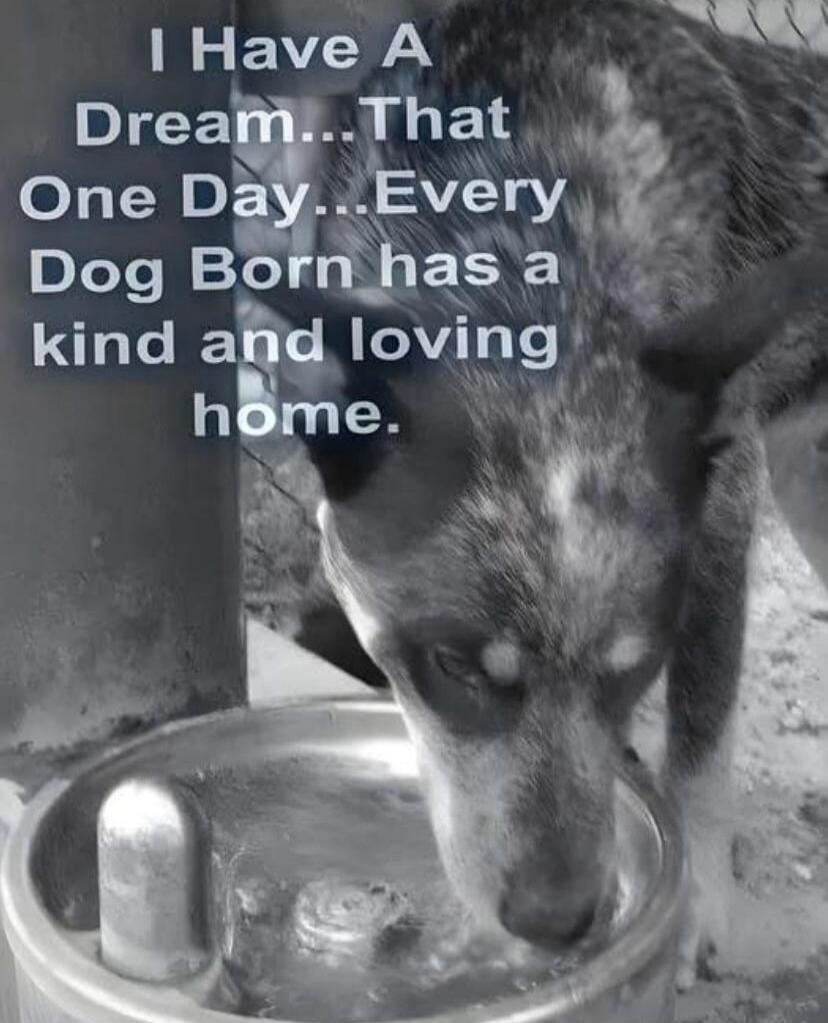 I Have A Dream...That One Day...Every Dog Born has a kind and loving home.