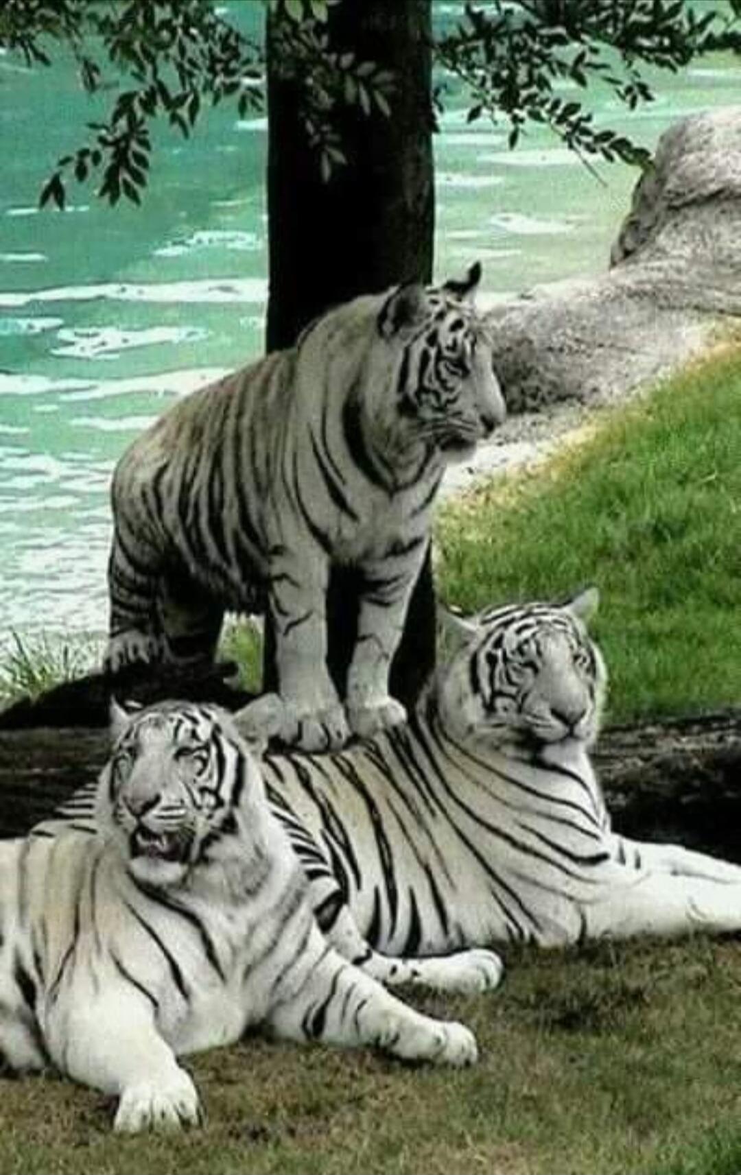 Three white tigers by a tree near a lake. Two are lying on the ground while one stands behind them, near the water.