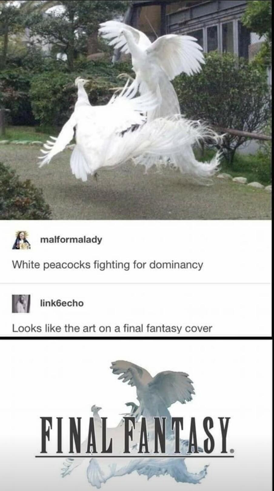 B mattormatady White peacocks fighting for dominancy IE tinkeecho Looks like the art on a final fantasy cover FLNL FERTASY