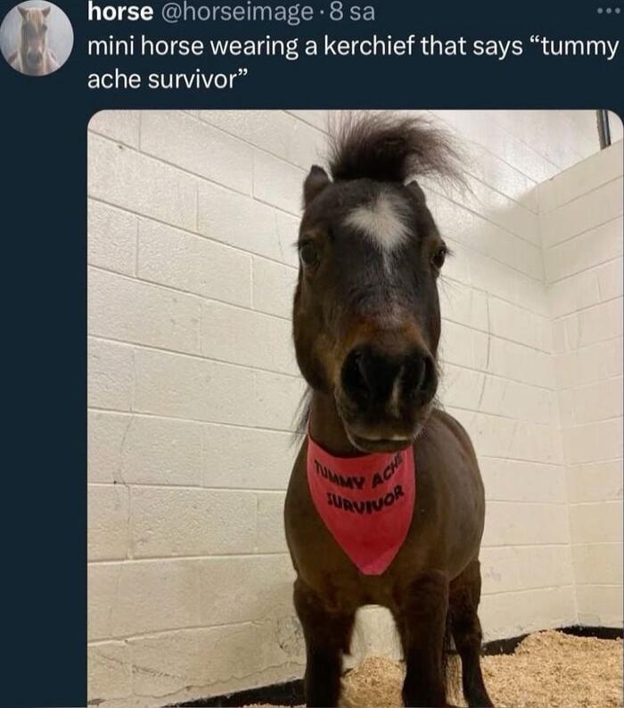 mini horse wearing a kerchief that says tummy ache survivor