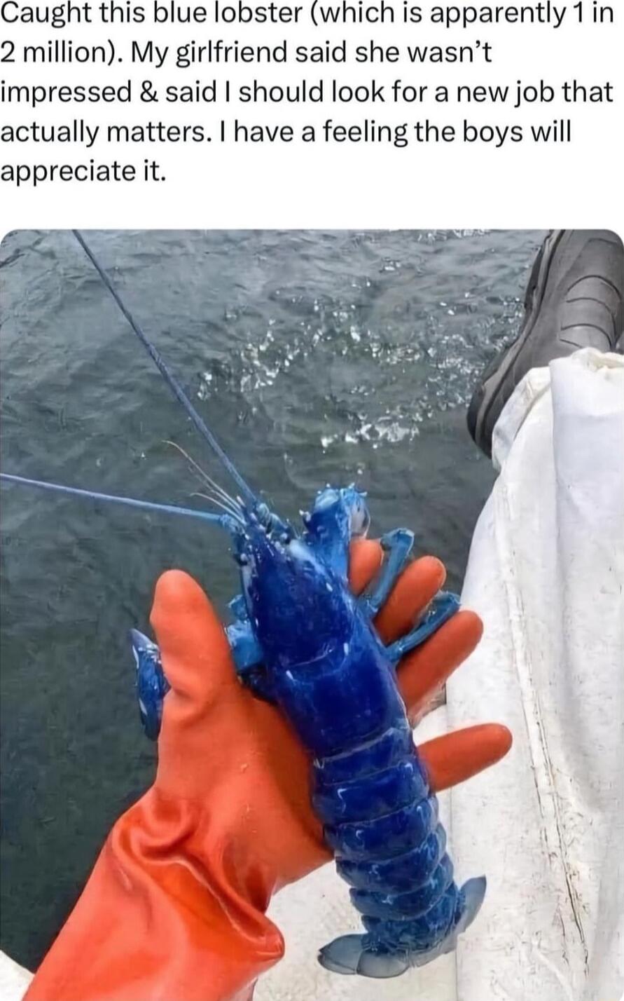 Caught this blue lobster which is apparently 1in 2 million My girlfriend said she wasnt impressed said should look for a new job that actually matters have a feeling the boys will appreciate it