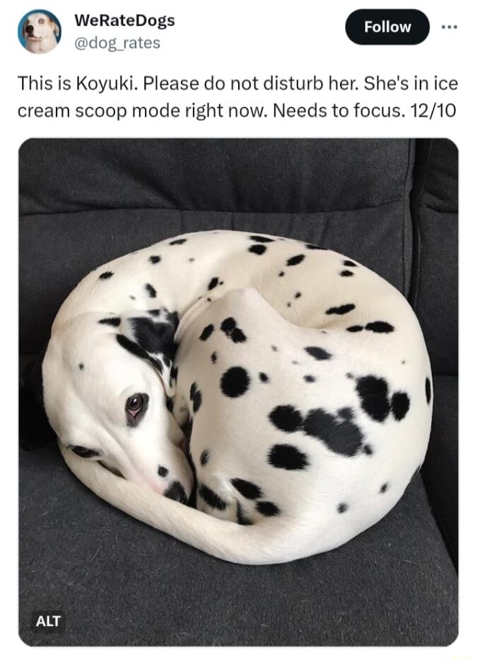 WeRateDogs m dog rates This is Koyuki Please do not disturb her Shes in ice cream scoop mode right now Needs to focus 1210