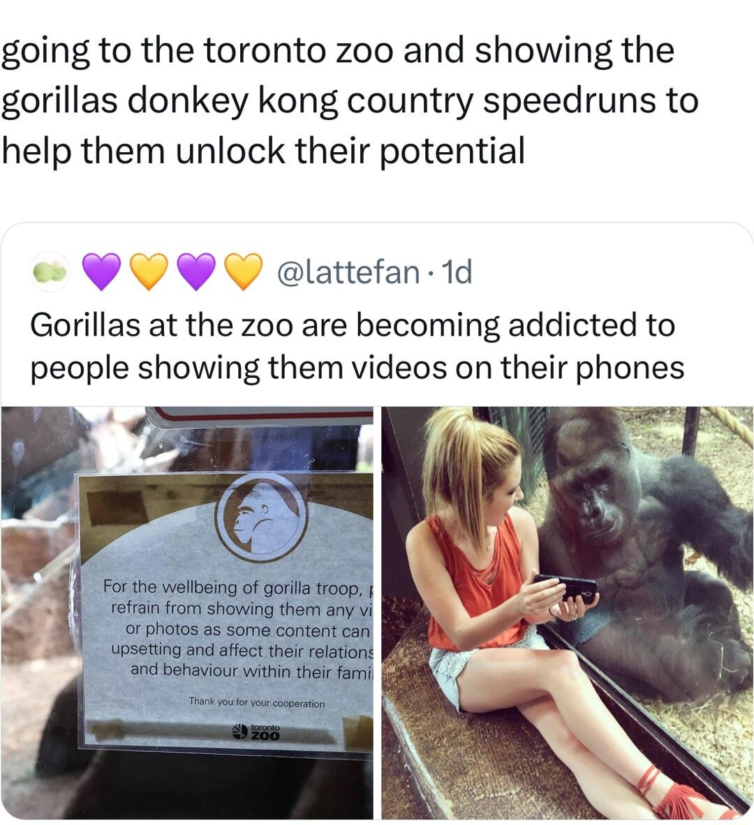 going to the toronto zoo and showing the gorillas donkey kong country speedruns to help them unlock their potential o YYPV elattefan 1d Gorillas at the zoo are becoming addicted to people showing them videos on their phones For the welloeing of gorla troop refran rom showing then any vi o photos as some content can upseting and affect thei relation ncl behaviour witin heir fami