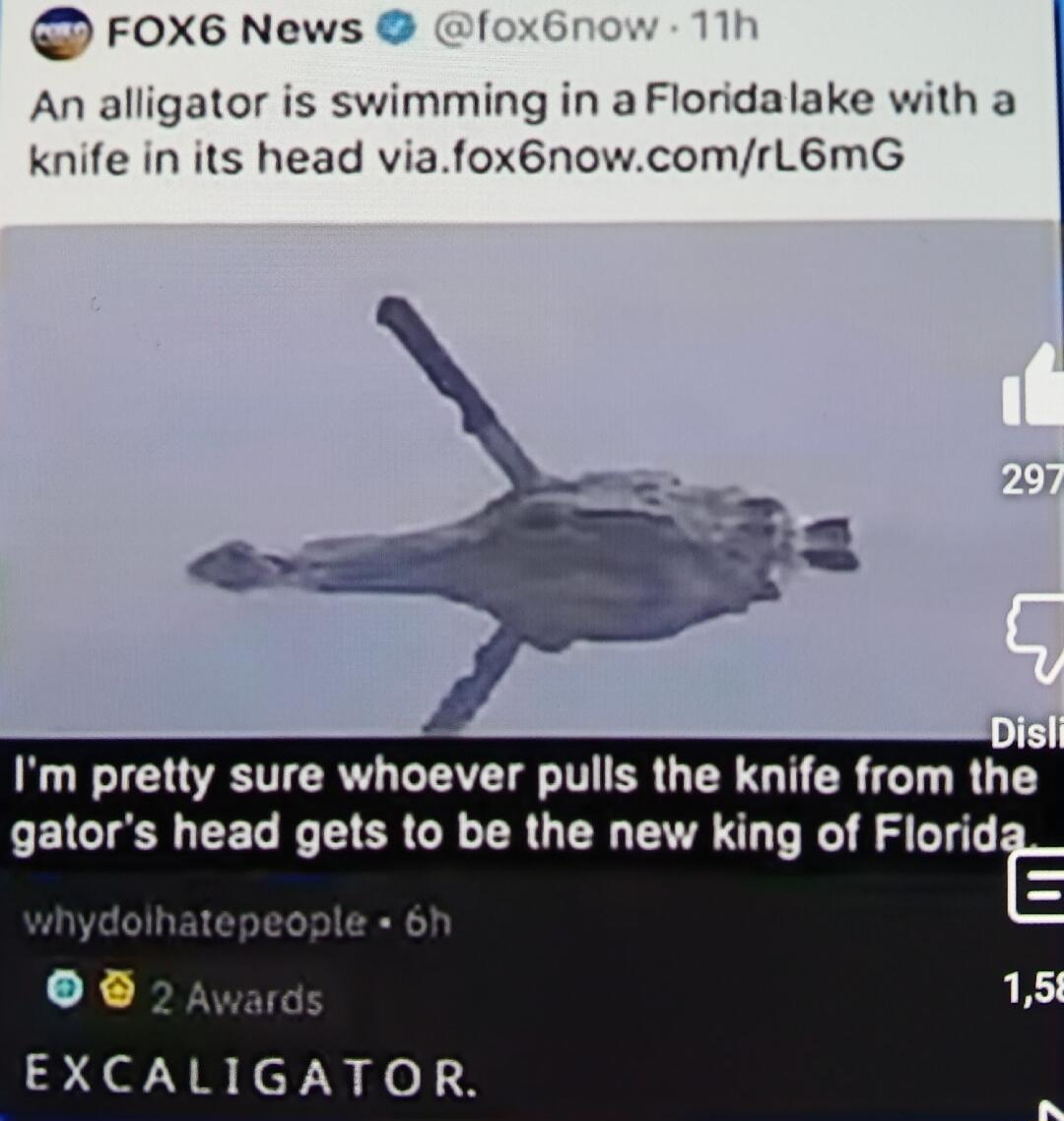 FOX6 News f An alligator is swimming in a Floridalake with a knife in its head viafox6nowcomrL6mG D Im pretty sure whoever pulls the knife from the gators head gets to be the new king of Florid ard EXCALIGAT