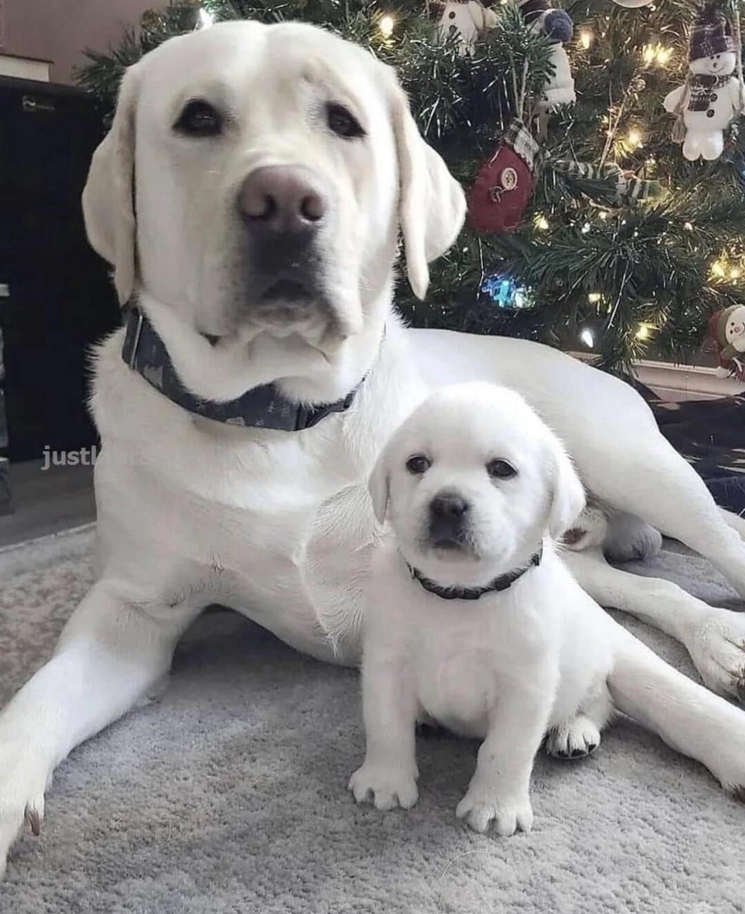 Two white dogs (an adult and a puppy) sitting indoors near a Christmas tree.