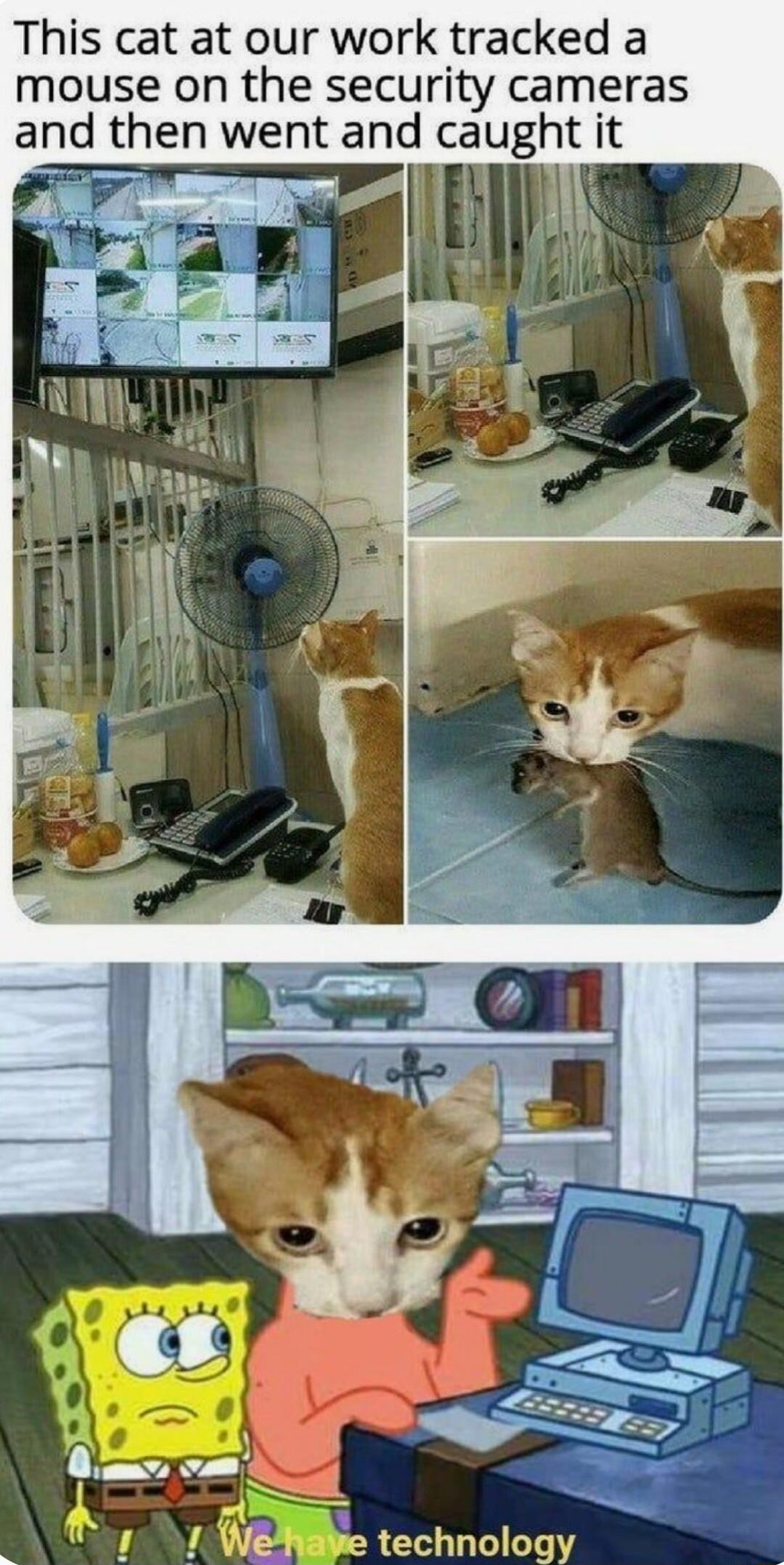 This cat at our work tracked a mouse on the security cameras and then went and caught it e e FEVIN ooy 7 7 WeBe technology
