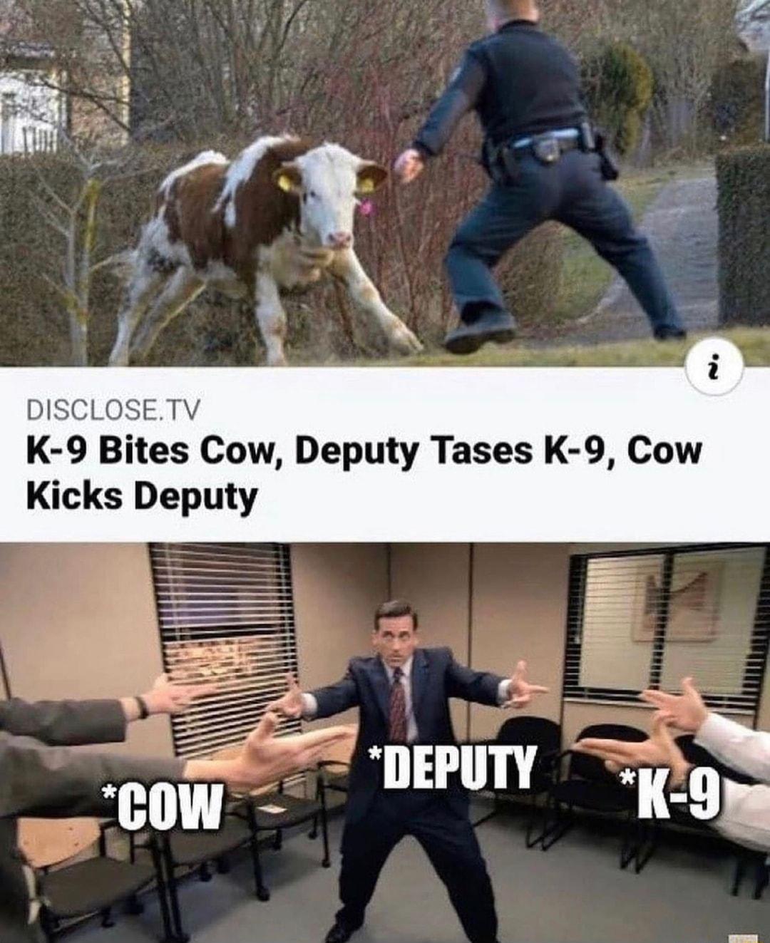 DISCLOSETV K 9 Bites Cow Deputy Tases K 9 Cow Kicks Deputy r I TETEY