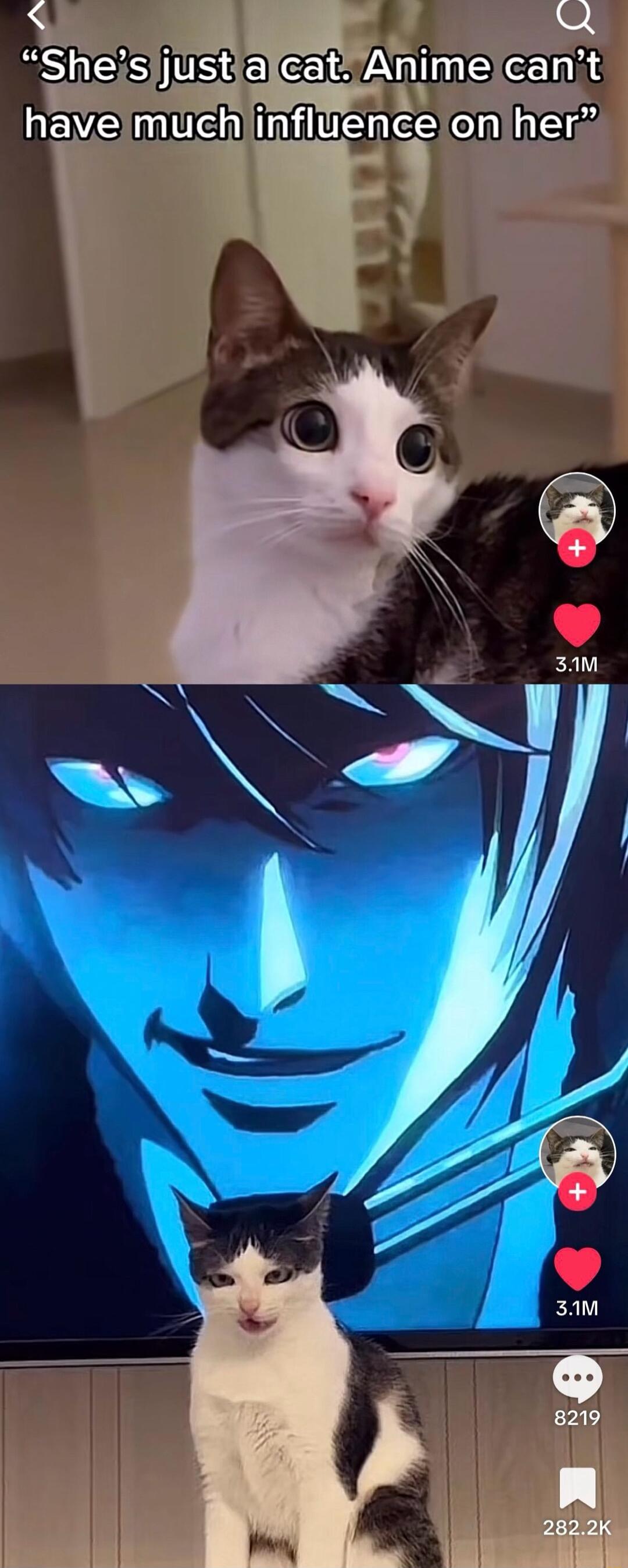 Q SheisjjustialcatAnimelcanit EVE e e C S