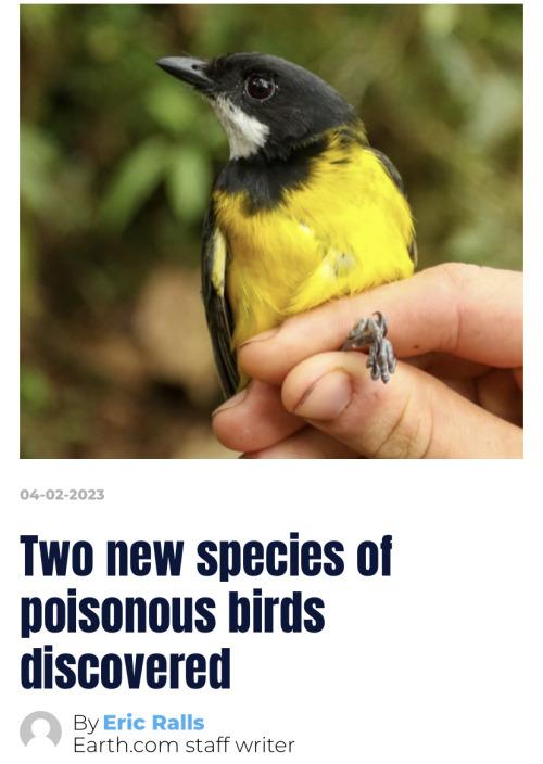 Two new species of poisonous birds discovered