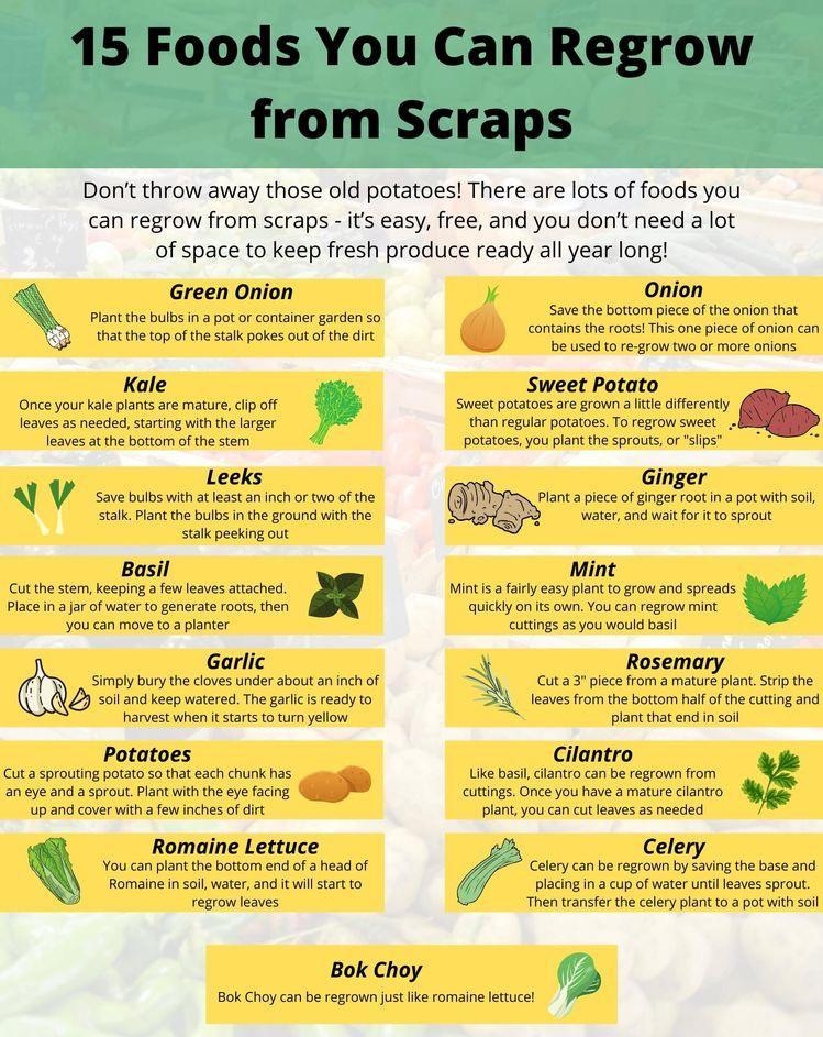 Dont throw away those old potatoes There are lots of foods you can regrow from scraps its easy free and you dont need a lot of space to keep fresh produce ready all year long Green Onion Plant the buibs in a pot or container garden so that the top of the stalk pokes out of the dirt Kale Once your Kale plants are mature clip off leaves as needed starting with the larger leaves at the bottom of the 