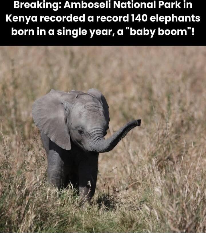 Breaking: Amboseli National Park in Kenya recorded a record 140 elephants born in a single year, a 