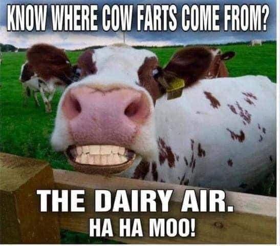 LKNOW WHERE COW FARTS COME FRONY THE DAIRY AIR HA HA MO0O