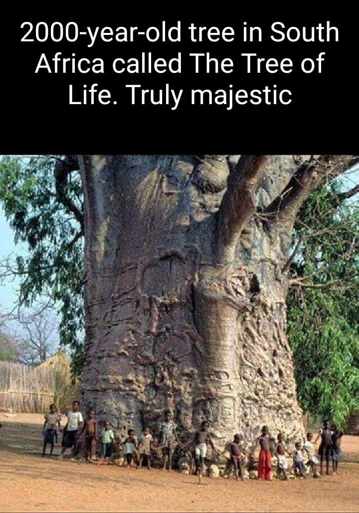 2000 year old tree in South Africa called The Tree of Life Truly majestic